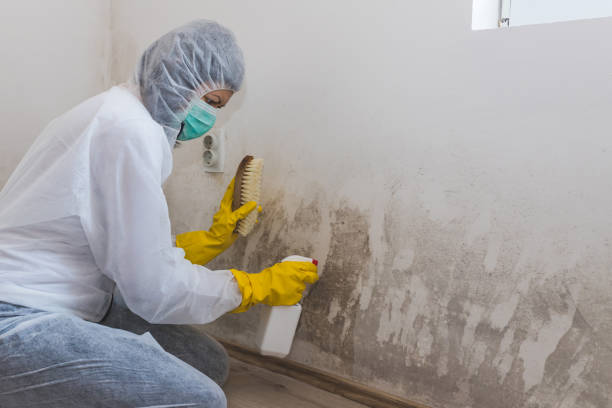Best Mold Cleaning Services  in Mackinaw, IL
