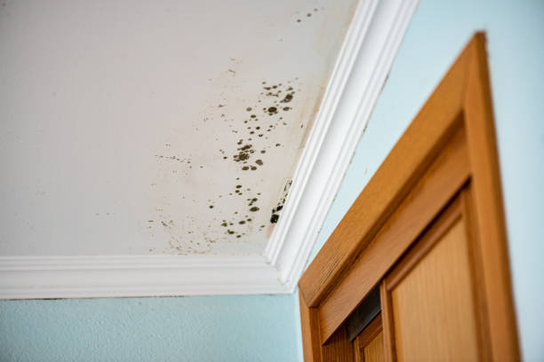 Professional Mold Removal in Mackinaw, IL