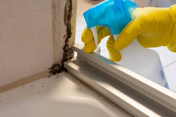 Best Attic Mold Removal  in Mackinaw, IL