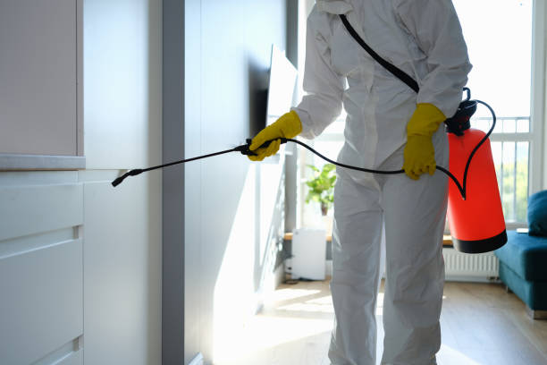 Best Mold Damage Repair  in Mackinaw, IL