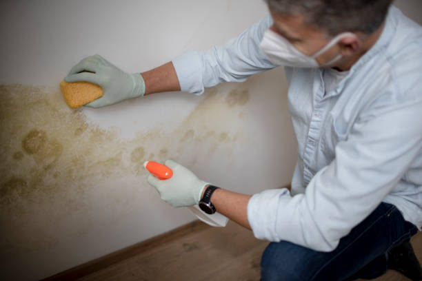 Best Mold Testing  in Mackinaw, IL