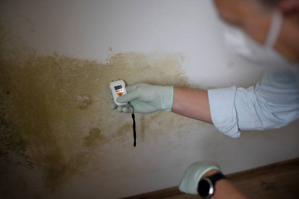 Best Toxic Mold Removal  in Mackinaw, IL