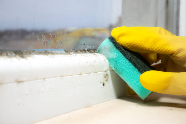 Best Crawl Space Mold Removal  in Mackinaw, IL