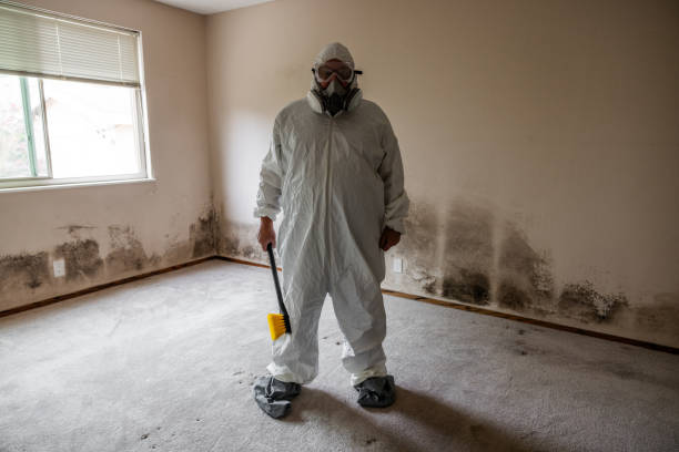 Mold Removal Process in Mackinaw, IL