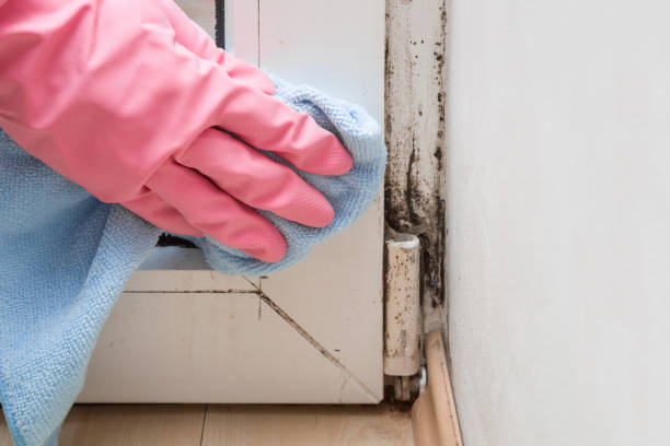 Best Local Mold Removal Service  in Mackinaw, IL