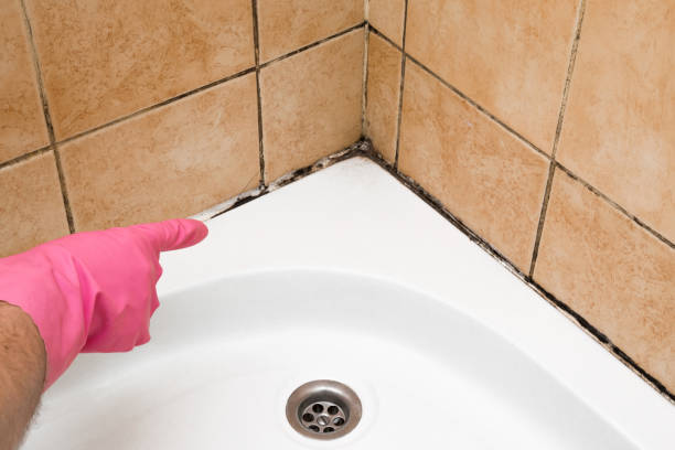 Best Best Mold Removal Companies  in Mackinaw, IL